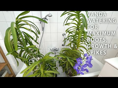 Vanda Watering - Maximum Results With Minimum Effort For Home Growers