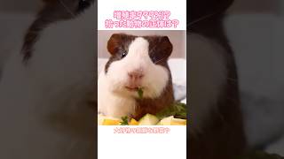 増殖率999%！？拾った動物の正体は？#モルモット#可愛い動物#癒し動画#多頭飼い#ペットのいる暮らし#動物レスキュー#面白動物動画