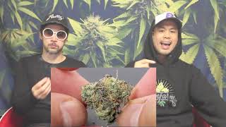 Strain Tasters Cannabis Reviews  - Waffle Cone  (Rainbow Chip x Runtz)