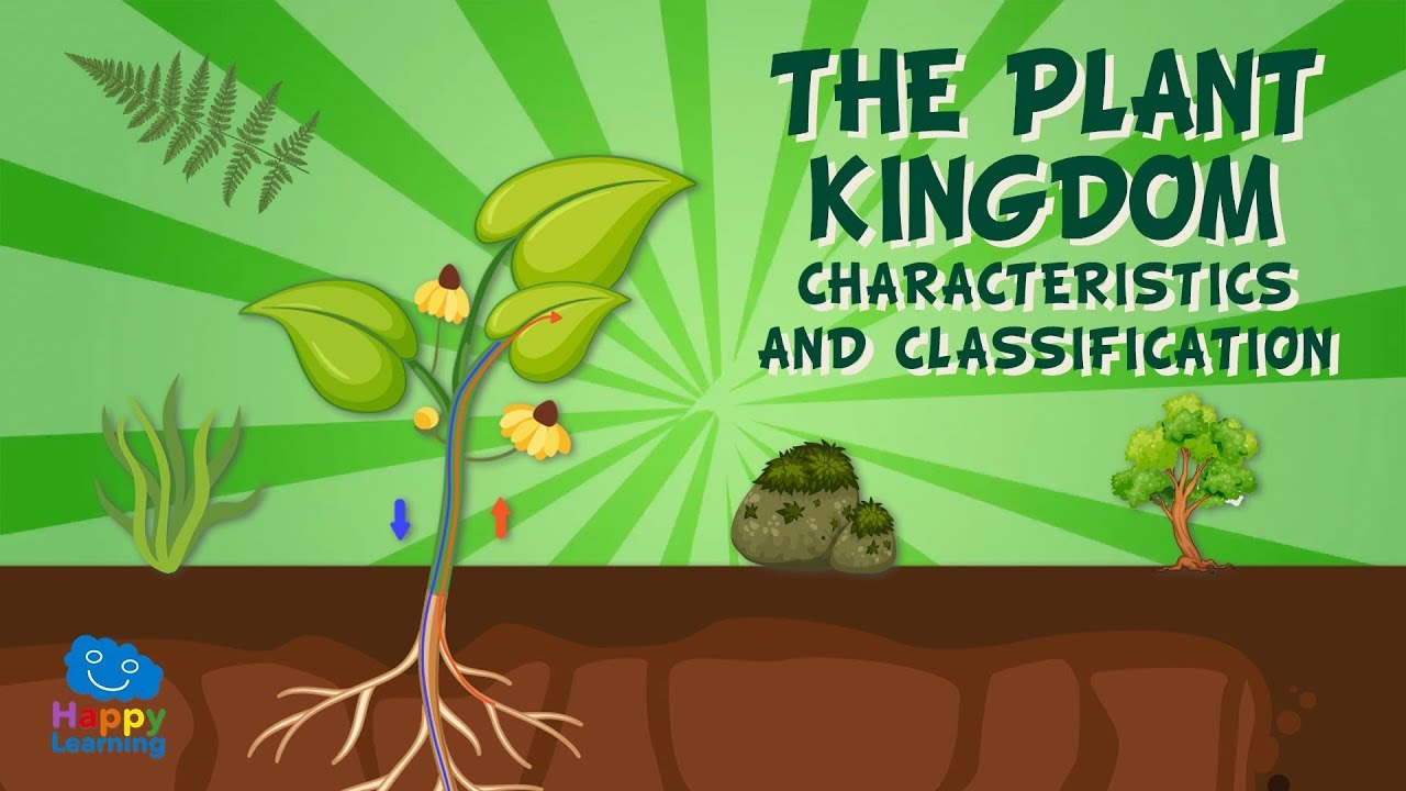 The Plant Kingdom: Characteristics and Classification | Educational Videos for Kids