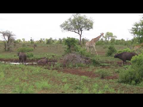 Mean old bull Buffaloes stopping Giraffes from getting to the waterhole