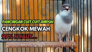 Download lagu KENARI GACOR  Cuit CUIT BIRAHI SUARA Kenari MASTERAN TERBAIK UNTUK PANCINGAN & MASTERAN Kenari PAUD mp3