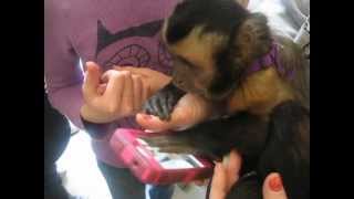 preview picture of video 'Texting Capuchin Monkey'