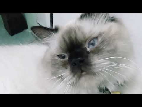 Himalayan's Cat Jimmy Pander