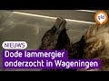 Onderzoek naar tragische dood lammergier