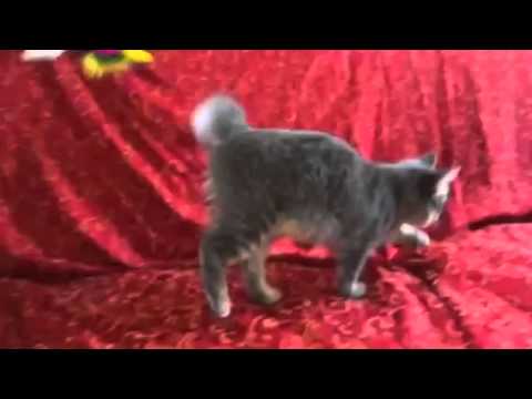 Merlino gatto siberiano de Le Terre Selvagge