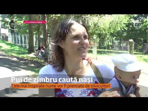 Cei trei pui de zimbru născuţi la o rezervaţie naturală din Neamţ își caută nași