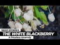 SEED STORIES | The White Blackberry: A Priceless Anomaly