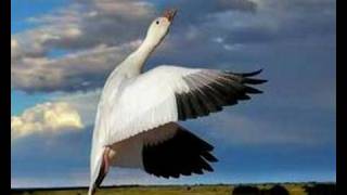 FSHA - Squeal like an Eel