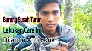 Download lagu Trik Jitu Pikat Burung Jinjing Batu Yang Susah Turun Dijamin Ampuh mp3