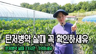 노지고추 탄저병약(살균제) 아무거나 사지마세요