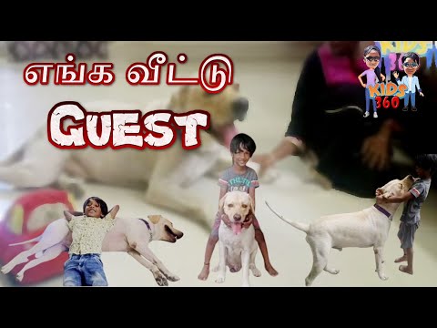 எங்க வீட்டு Guest | Brotherhood | Pet Love | Labrador Retriever | Simba and Sathvik Love| @Kids_360