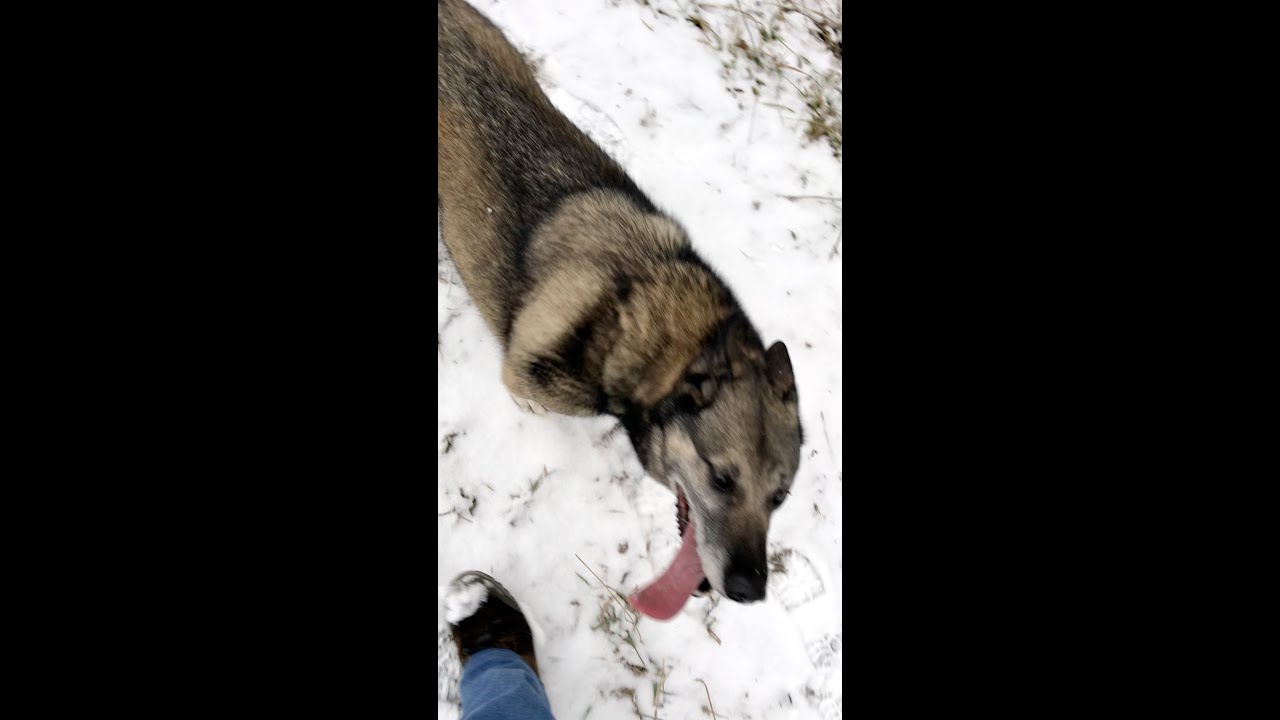 В поисках лося или косули. Прогулки по лесу с Пулей 4.12.25