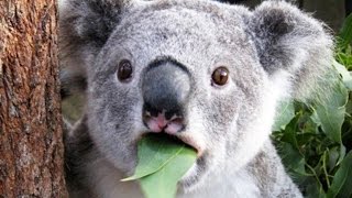 These Are The Most Disgusting Animals On The Planet