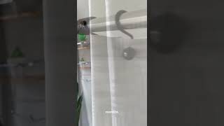 Video de Cortina de Baño Samara gris - Teflón Hotel