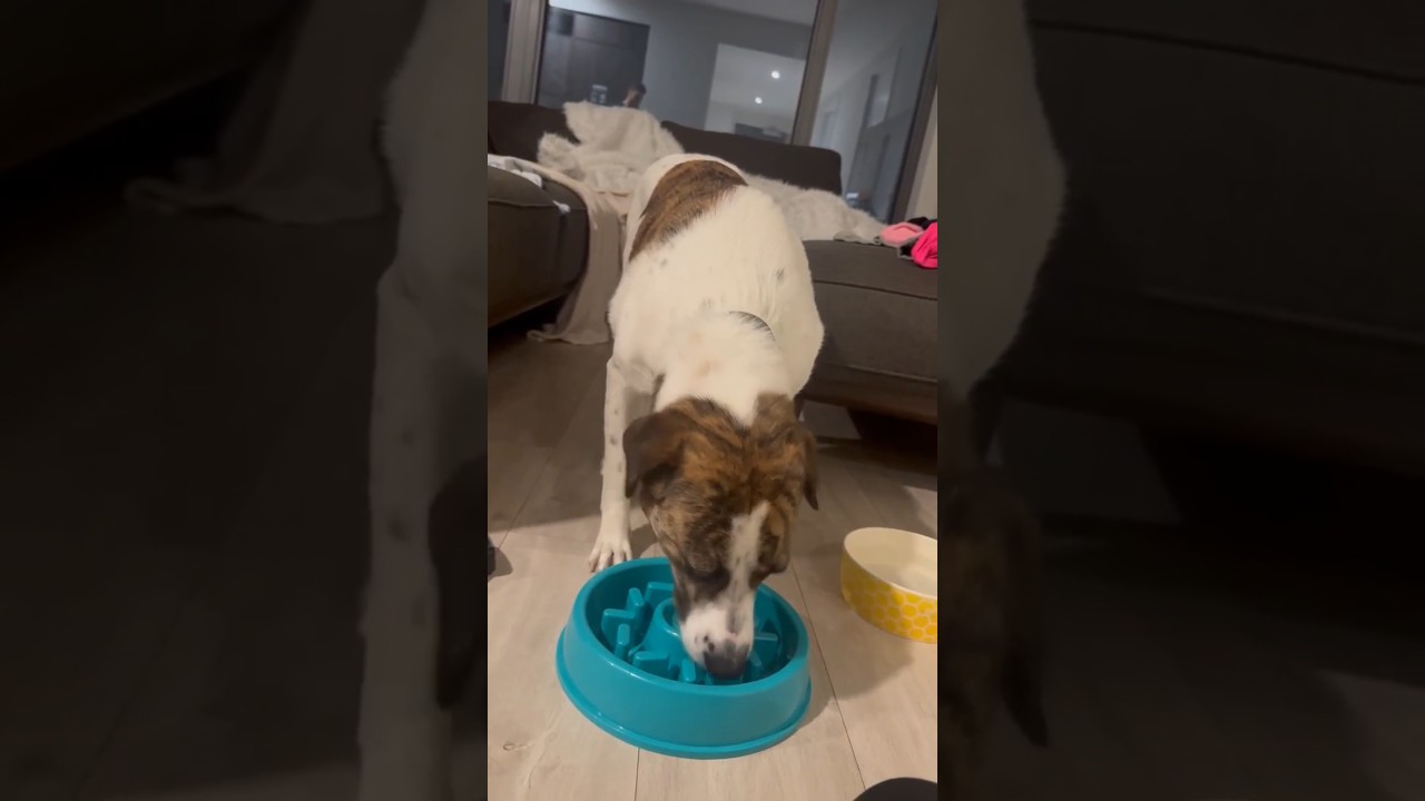 Enlarge Madison, a Adoptable mixed breed in Kitchener, ON video 6/6