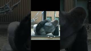 Download lagu cute Gorilla status 🥰 mp3