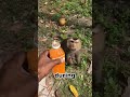 A day in the life of a working monkey , Harvesting coconuts.丨AmazingNotes
