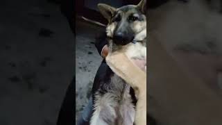 lara with bapu video