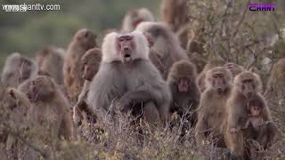 Առավոտը Շանթում-Ամենատարեց կապիկը