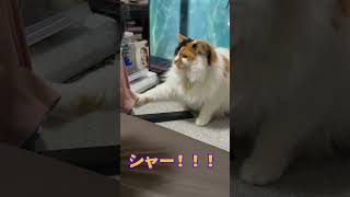 猫様お怒りになる！シャー！！！#shorts #cat #ねこ