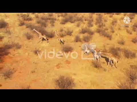 🐅 🐅 Tiger and zebra  mix video | tiger cute  video | cute tiger video | zabra video