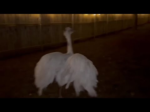 A Guaranteed Way To Stop Kevin's Attacks