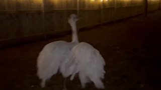 Download lagu A Guaranteed Way To Stop Kevin's Attacks mp3