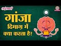 Ganja उर्फ Marijuana Legal होने से किस बात का डर है Scie