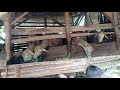 Embik Bedus Kambing Bedus