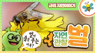 자연관찰 벌ㅣ벌이 춤을 추는 이유?ㅣ곤충백과ㅣ곤충도감ㅣ튼튼영어ㅣ꿀벌ㅣ여왕벌