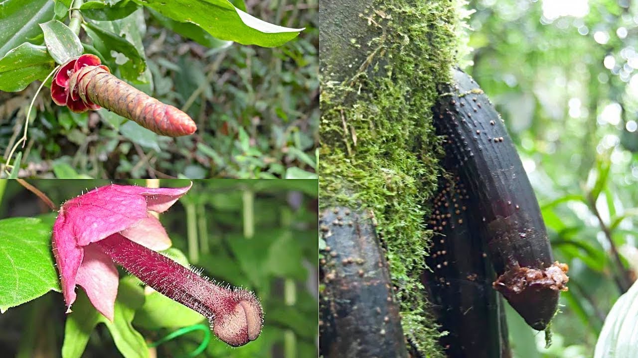 As 20 Frutas Mais Exóticas e Raras do Mundo, Que Você Nunca Ouviu Falar!