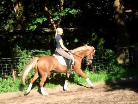 CLEMENS v. 6j. DR v. Colorado (Constantin) zu verk. VB 6.000,- Euro