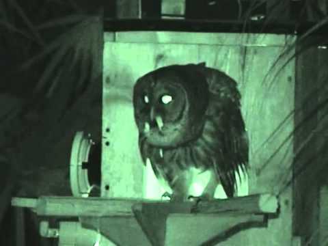 Barred Owl - Papa Calls - Dec 27, 2013 4 55 AM (Loud Hootage)
