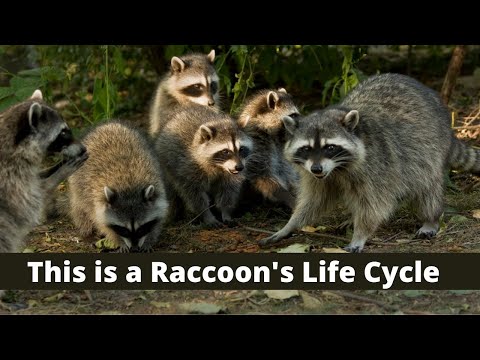 これがアライグマのライフサイクルです