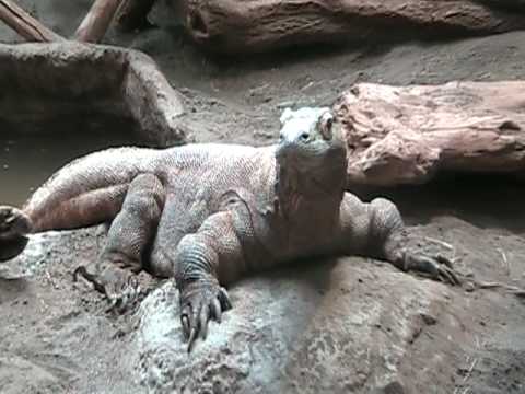 YouTube Video IZ5oTSXm2Qc