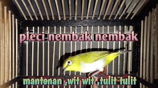 Download lagu masteran pleci nembak mantenan tulit tulit wit wit || suara jernih @dkurniawar9548 mp3
