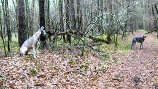 common lets move.AVI