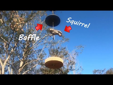 Ninja Squirrel vs Baffle - Do Squirrel Baffles Work??