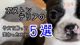 子犬を飼って変わったこと5選｜ボストンテリア(フィオ)