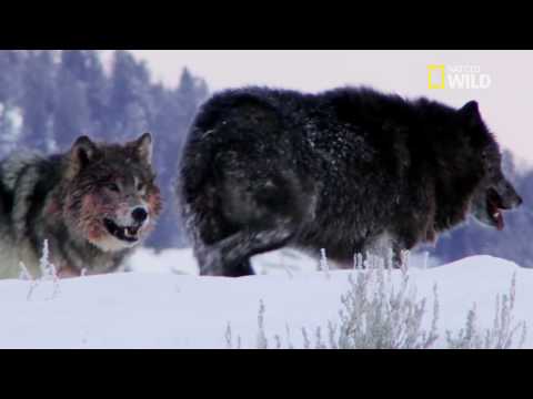 Lone wolf VS pack leader