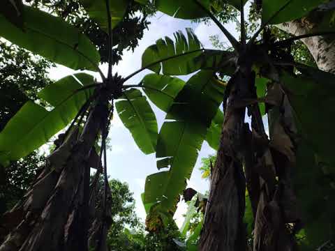 Finca Villa Nicol - Vergara, Cundinamarca