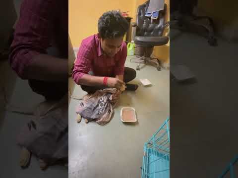 Paylap Pet Care YouTube short
