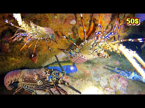 Underwater Hunting – Huge Catch of Lobsters, Squid, and Giant Octopus #fishing #deepsea #ocean 