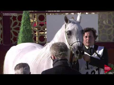 N.137 DAWLAH AL SHAQAB - 2019 Qatar Int. Peninsula show - Mares 11 Years old and above (Class 9)