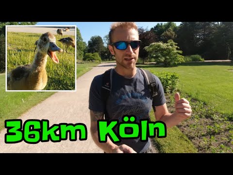 36km Köln | Morgen- und Abendwanderung
