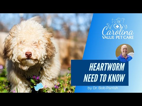 Everything you need to know about heartworms