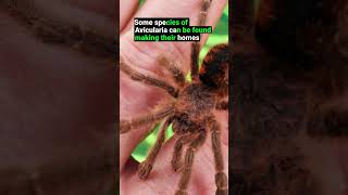 Download lagu Do Tarantulas Live Together in Nature? mp3
