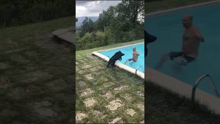 Download lagu When a Wild Boar Decides to Go Swimming — And Refuses to Leave! 🐗😂 #ihirisniper mp3