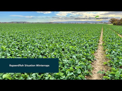 Current crop production - AGRAVIS Lower Saxony-South GmbH